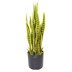 GARDEN GYANI Artificial Areca Palm Plant with Black Pot – 145 cm Tall Faux Tropical Decorative Plant with 35 Leaves for Home, Office & Living Room Décor