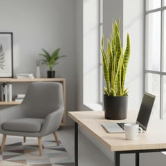 GARDEN GYANI Artificial Areca Palm Plant with Black Pot – 145 cm Tall Faux Tropical Decorative Plant with 35 Leaves for Home, Office & Living Room Décor