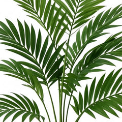 GARDEN GYANI Artificial Areca Palm Plant with Black Pot – 145 cm Tall Faux Tropical Decorative Plant with 35 Leaves for Home, Office & Living Room Décor