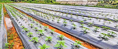 Siddhi Jai Hari Plastic Mulching Film 30 Micron | 3.25 Feet Width x 400 Meter Length | Agricultural Mulching Paper for Vegetable Farming, Crop Beds, Nursery & Gardening | 1000mm Width