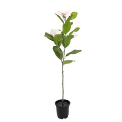 AAVANA GREENS Plastic 40 Inch Artificial Flower Plant for Indoor and Outdoor, Home, Shop, Office, Restaurant Decoration Dark Green (Pack of 1) (1, Plant 8 - with Pot)