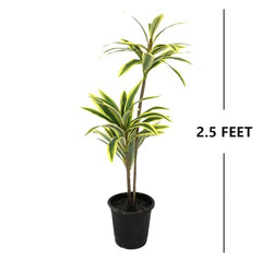 AAVANA GREENS Plastic 40 Inch Artificial Flower Plant for Indoor and Outdoor, Home, Shop, Office, Restaurant Decoration Dark Green (Pack of 1) (1, Plant 8 - with Pot)