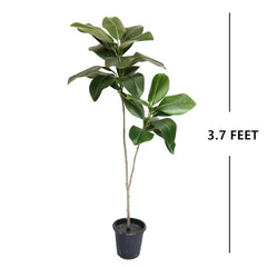 AAVANA GREENS Plastic 40 Inch Artificial Flower Plant for Indoor and Outdoor, Home, Shop, Office, Restaurant Decoration Dark Green (Pack of 1) (1, Plant 8 - with Pot)