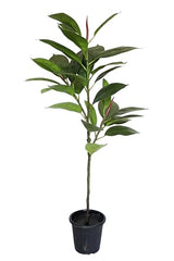 AAVANA GREENS Plastic 40 Inch Artificial Flower Plant for Indoor and Outdoor, Home, Shop, Office, Restaurant Decoration Dark Green (Pack of 1) (1, Plant 8 - with Pot)
