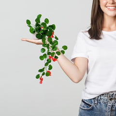 fancymart Artificial Flower Plant Home Décor with Small Size Pot | Pack of 2 | Plant Hanging for Home Decor | Office Decor (DESIGN-01)