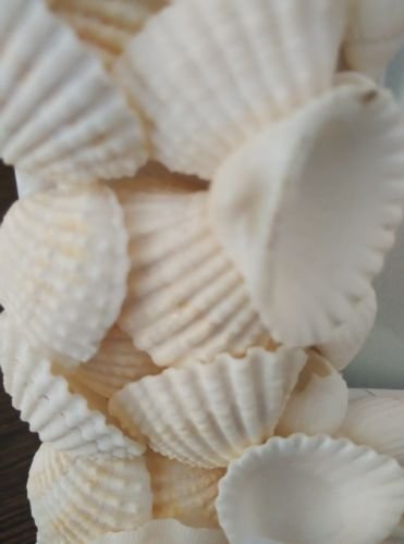 SYGA Seashell Beautiful Picture Photo Frames