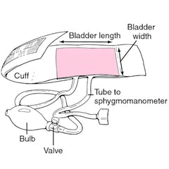 Rossify® BP Bladder Replacement for Mercury Blood Pressure Machine – Durable & Reliable Spare Part Designed for Precise BP Readings, Superior Accuracy, Easy Compatibility, and Long-Lasting Performance
