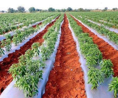 Siddhi Jai Hari Plastic Mulching Film 30 Micron | 3.25 Feet Width x 400 Meter Length | Agricultural Mulching Paper for Vegetable Farming, Crop Beds, Nursery & Gardening | 1000mm Width