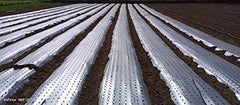 Siddhi Jai Hari Plastic Mulching Film 30 Micron | 3.25 Feet Width x 400 Meter Length | Agricultural Mulching Paper for Vegetable Farming, Crop Beds, Nursery & Gardening | 1000mm Width