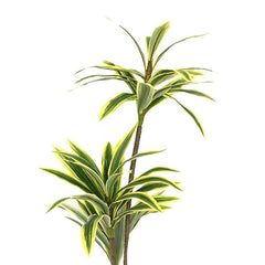 AAVANA GREENS Plastic 40 Inch Artificial Flower Plant for Indoor and Outdoor, Home, Shop, Office, Restaurant Decoration Dark Green (Pack of 1) (1, Plant 8 - with Pot)